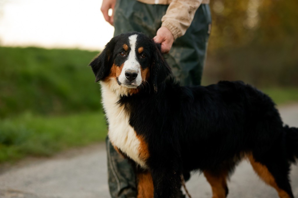 de la Vallée de l'Hyrome - Chiot disponible  - Bouvier Bernois