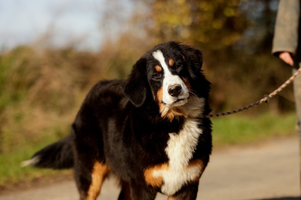 de la Vallée de l'Hyrome - Chiot disponible  - Bouvier Bernois