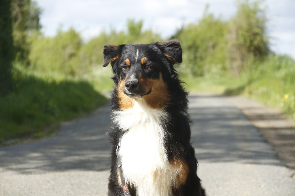 Chiot Elevage De La Vall E De L Hyr Me Eleveur De Chiens Berger