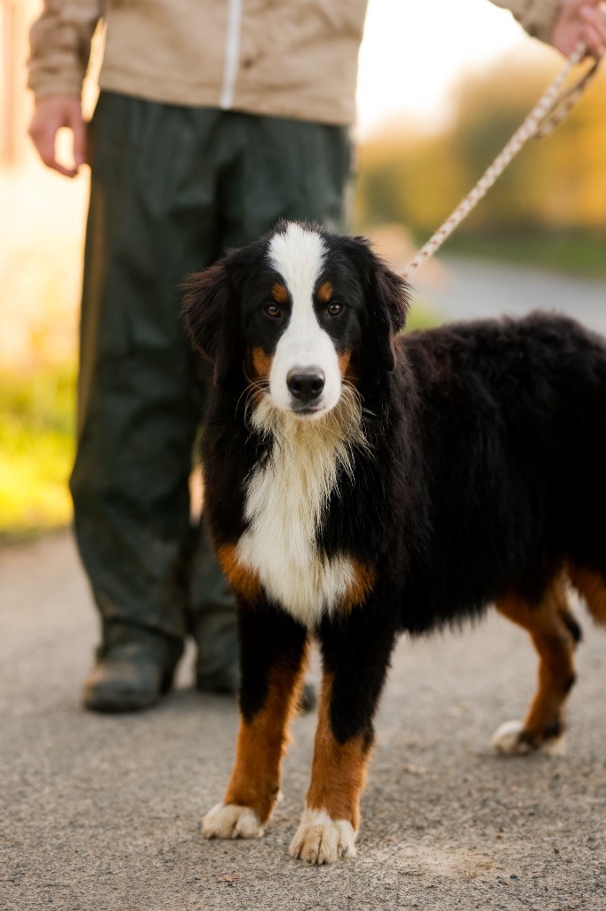 de la Vallée de l'Hyrome - Chiot disponible  - Bouvier Bernois