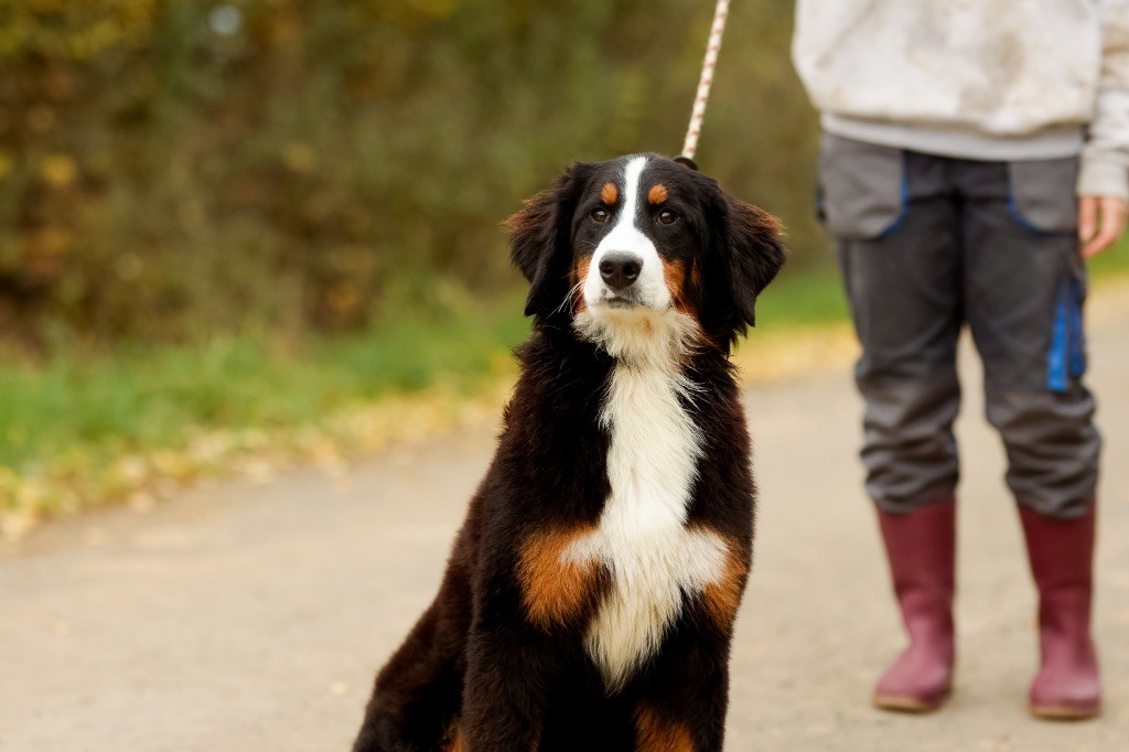 de la Vallée de l'Hyrome - Chiot disponible  - Bouvier Bernois