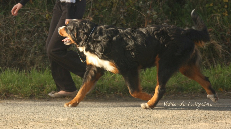 Gessie de la Vallée de l'Hyrome