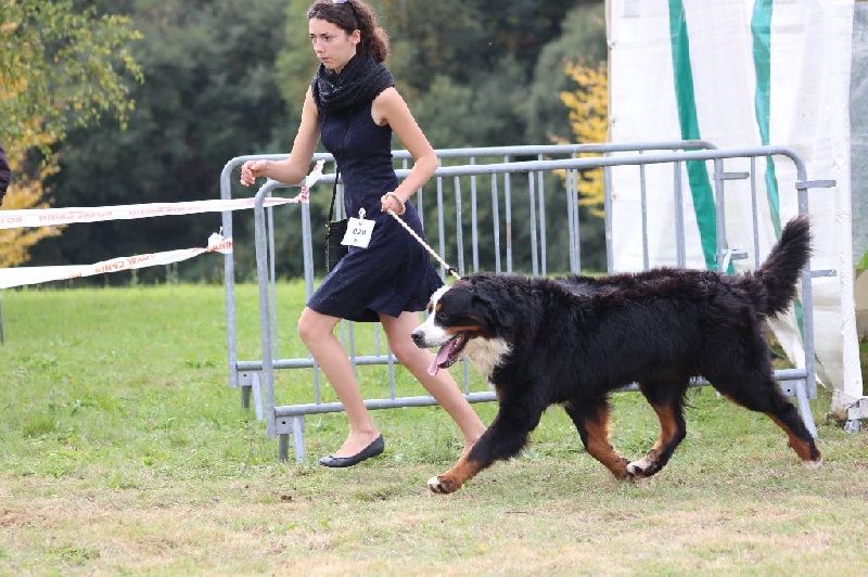 Sr. ippo glouton de la Vallée de l'Hyrome