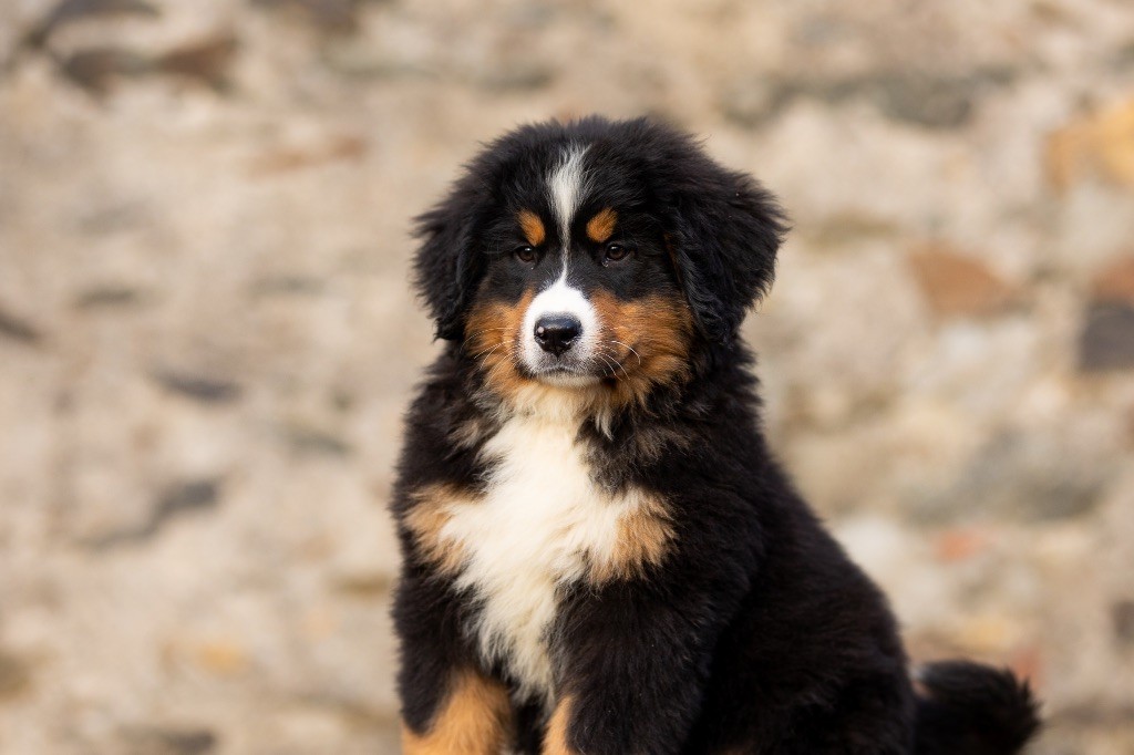 chiot Bouvier Bernois de la Vallée de l'Hyrome