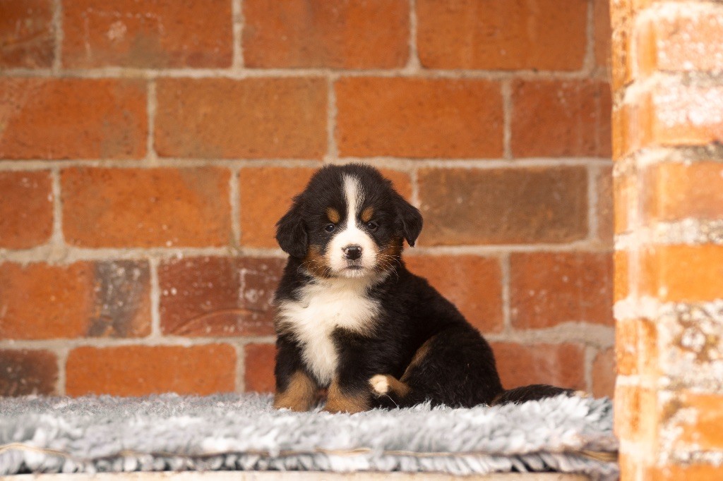 chiot Bouvier Bernois de la Vallée de l'Hyrome