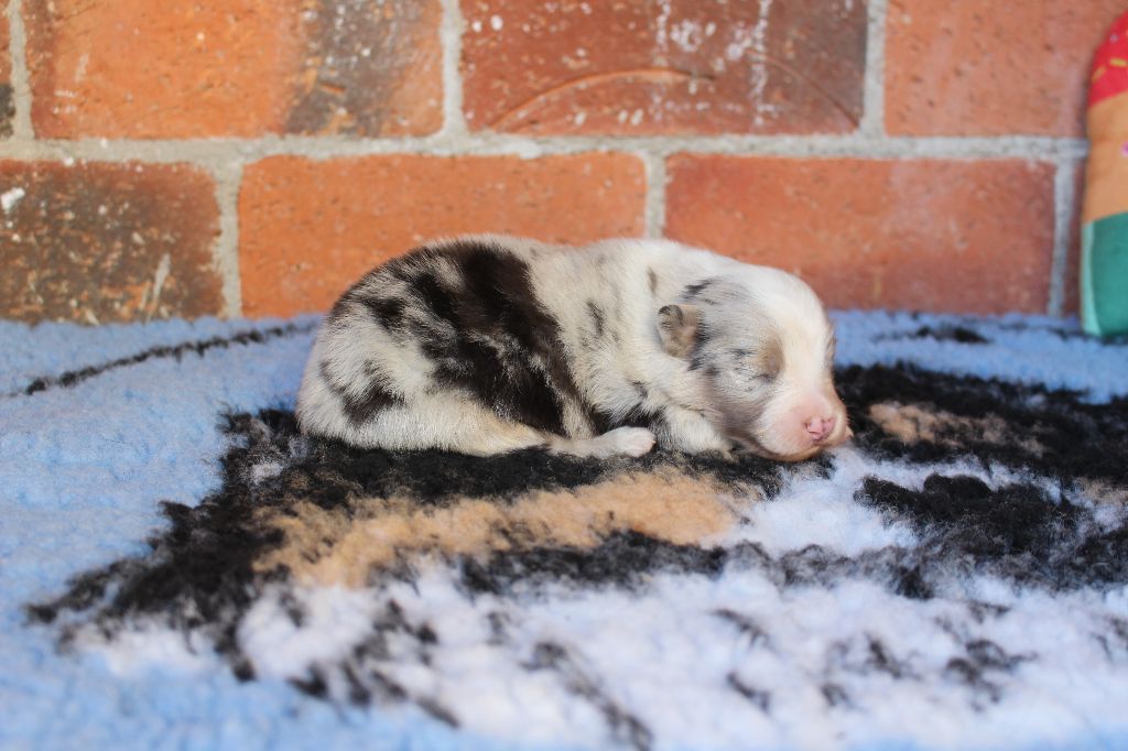 chiot Berger Australien de la Vallée de l'Hyrome