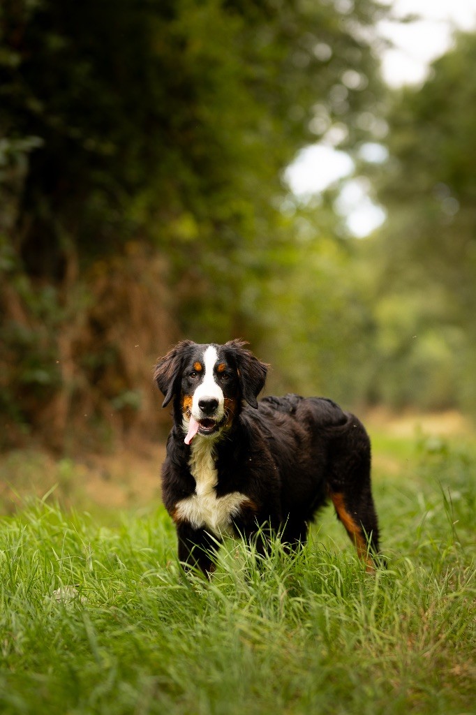 de la Vallée de l'Hyrome - Chiot disponible  - Bouvier Bernois