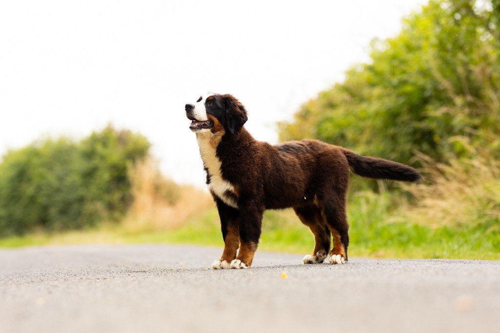 de la Vallée de l'Hyrome - Chiot disponible  - Bouvier Bernois