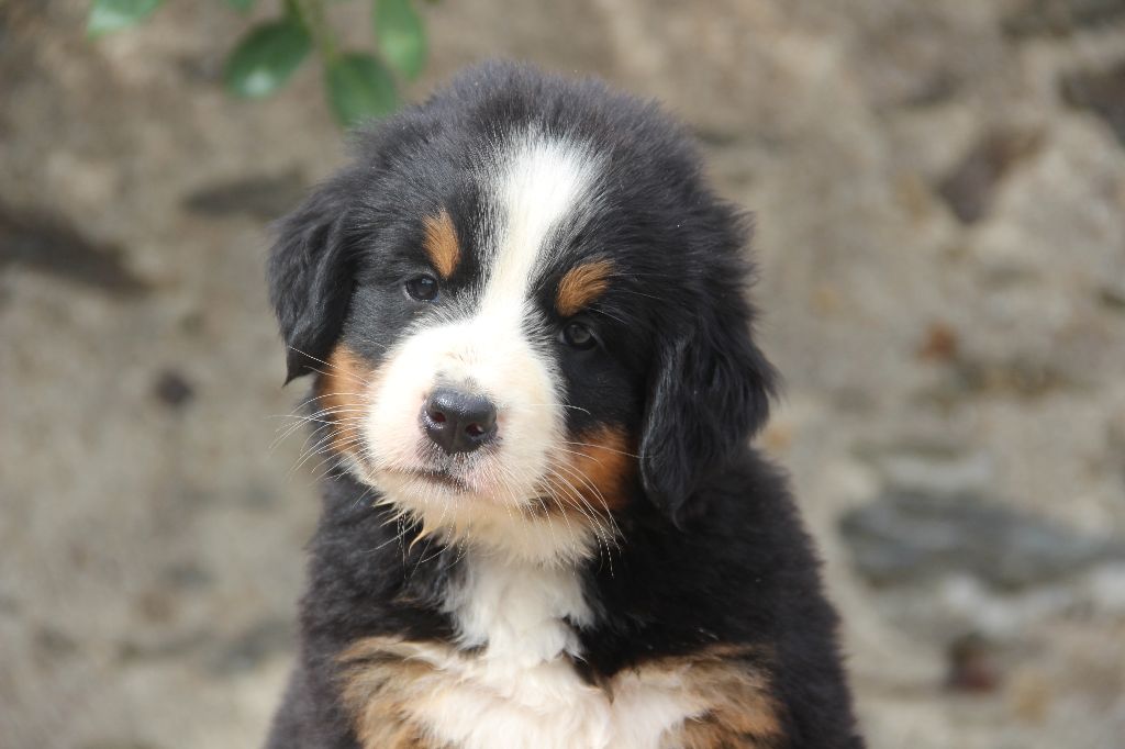 chiot Bouvier Bernois de la Vallée de l'Hyrome