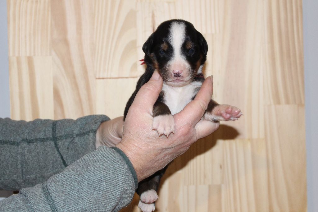 de la Vallée de l'Hyrome - Chiot disponible  - Bouvier Bernois