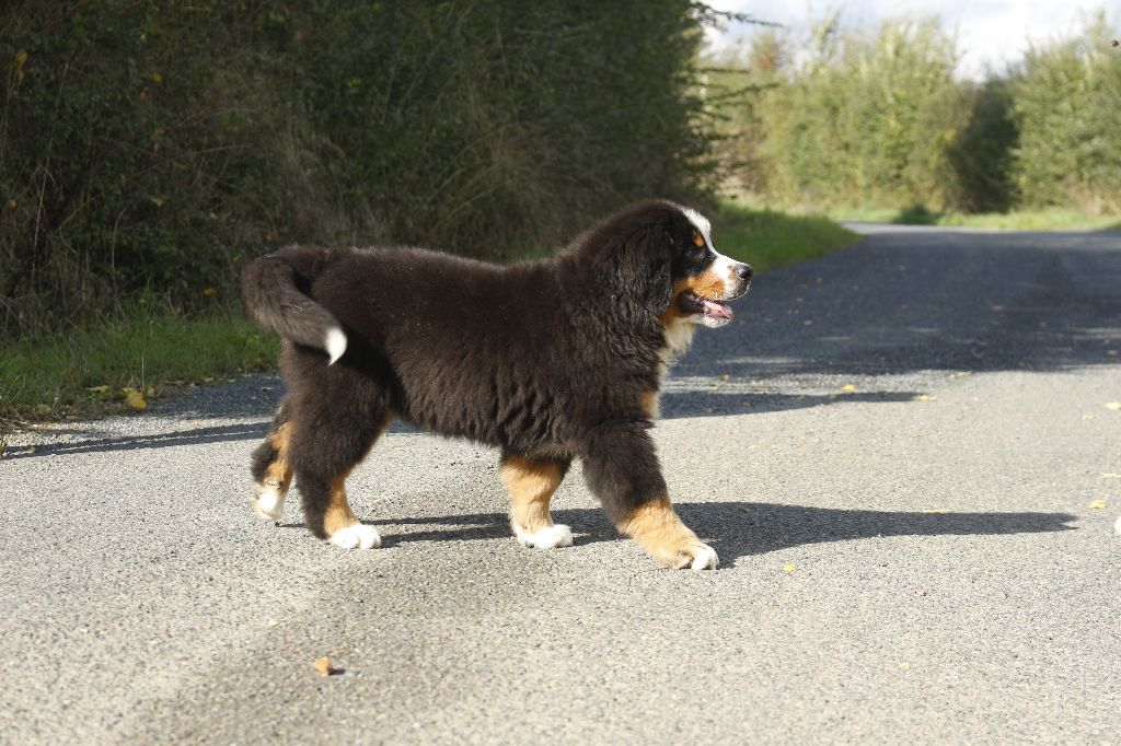 chiot Bouvier Bernois de la Vallée de l'Hyrome