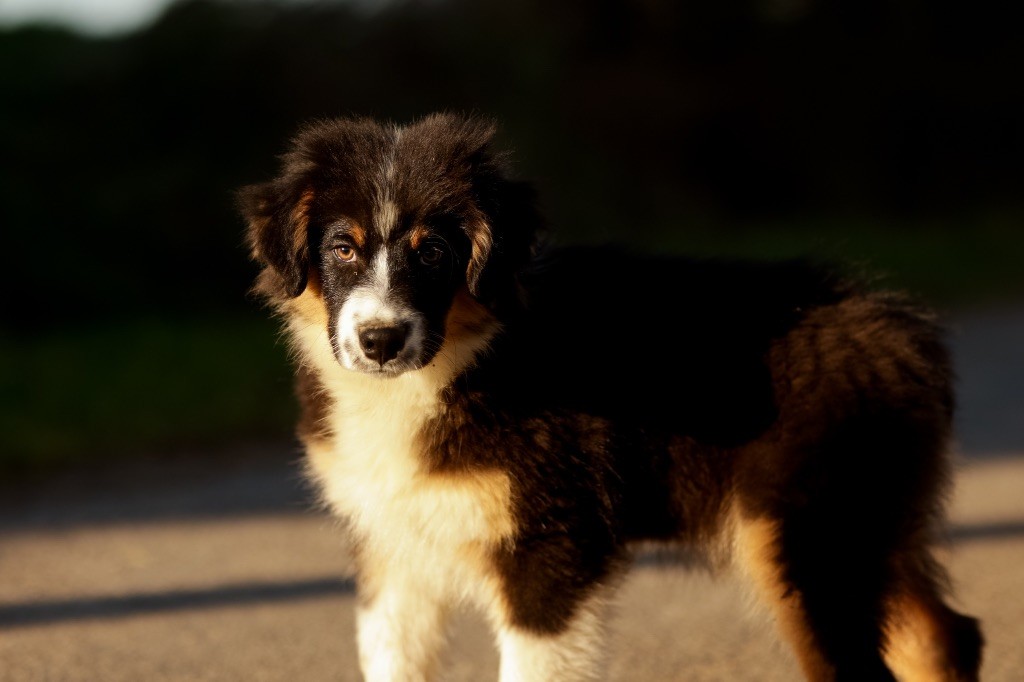 chiot Berger Australien de la Vallée de l'Hyrome