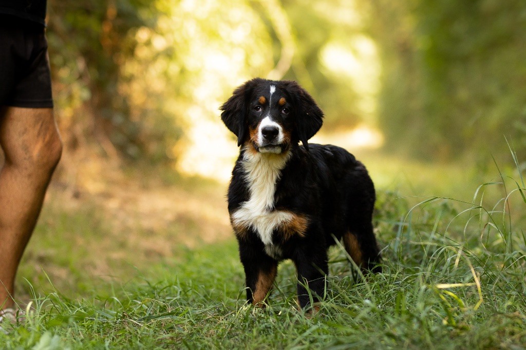 de la Vallée de l'Hyrome - Chiot disponible  - Bouvier Bernois