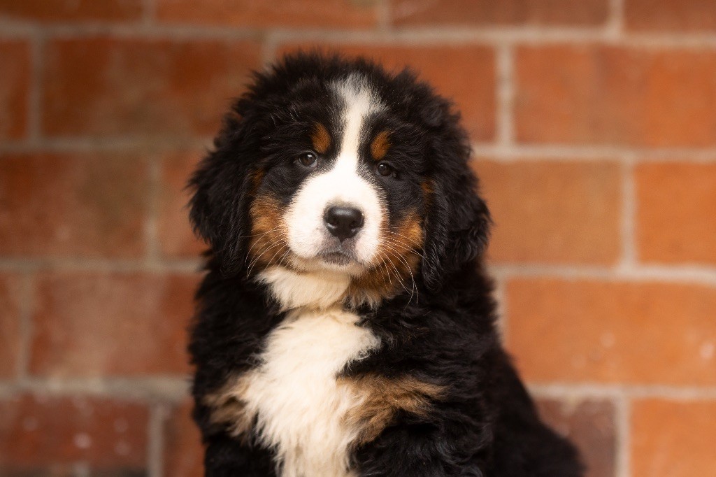 chiot Bouvier Bernois de la Vallée de l'Hyrome