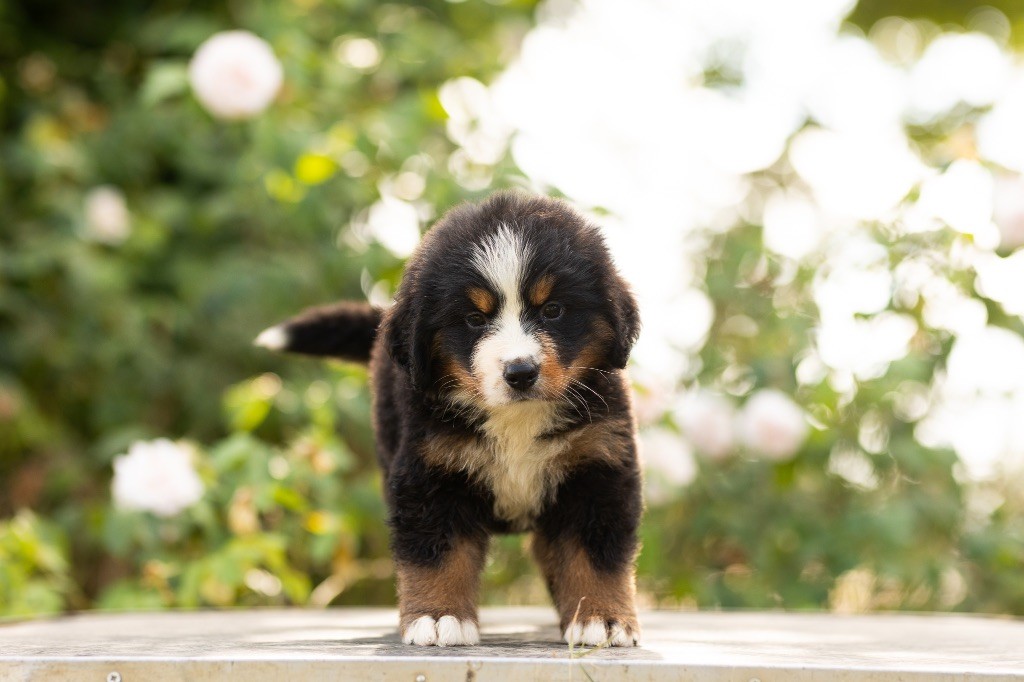 de la Vallée de l'Hyrome - Chiot disponible  - Bouvier Bernois