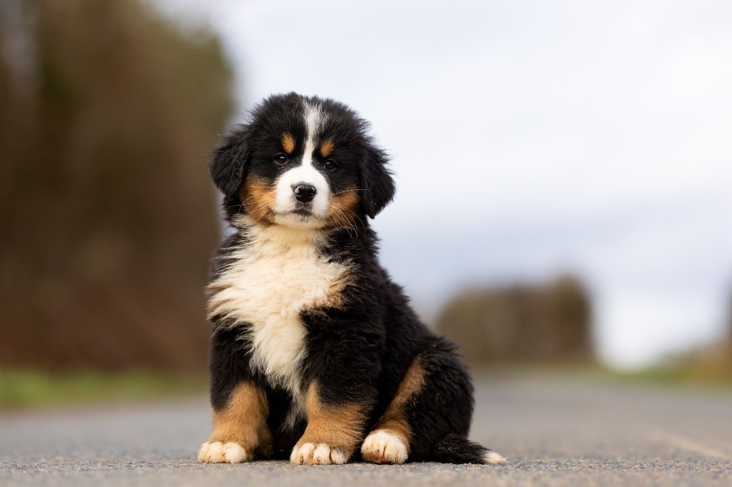 de la Vallée de l'Hyrome - Chiot disponible  - Bouvier Bernois