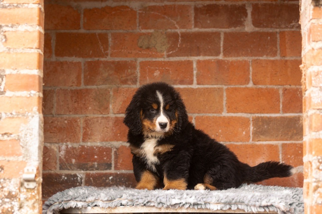 de la Vallée de l'Hyrome - Chiot disponible  - Bouvier Bernois