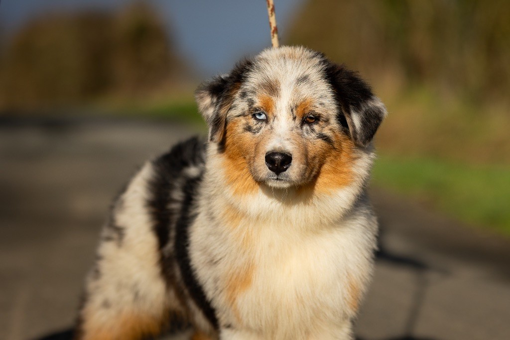 chiot Berger Australien de la Vallée de l'Hyrome