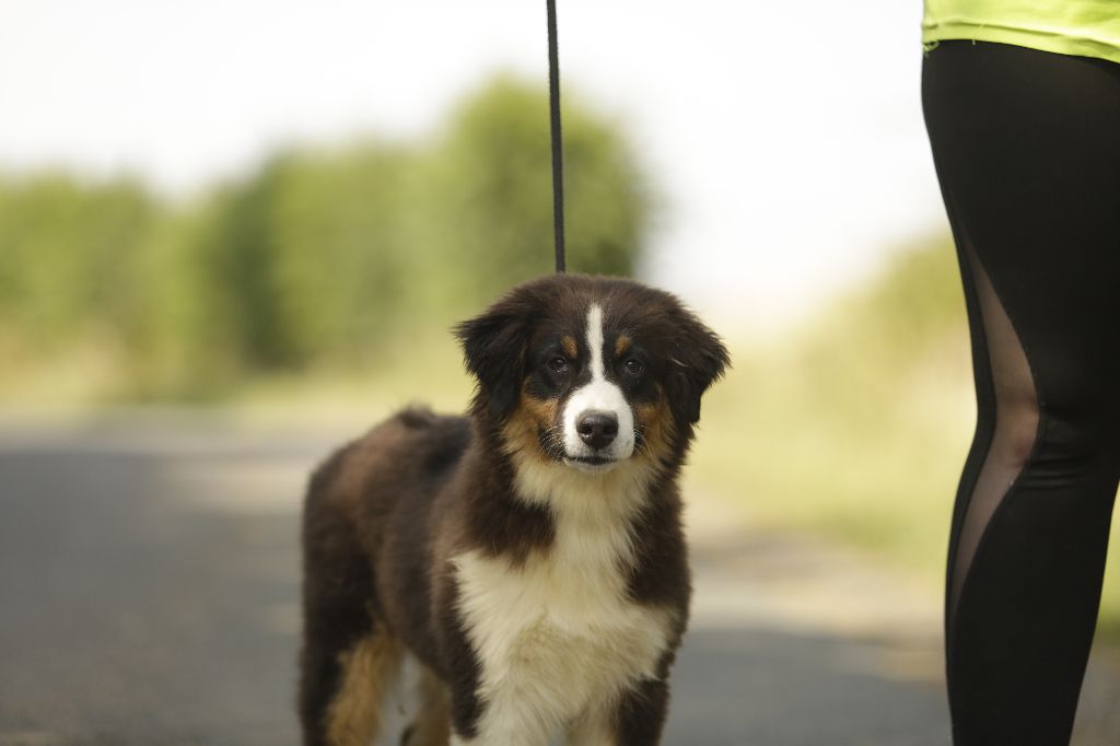 chiot Berger Australien de la Vallée de l'Hyrome