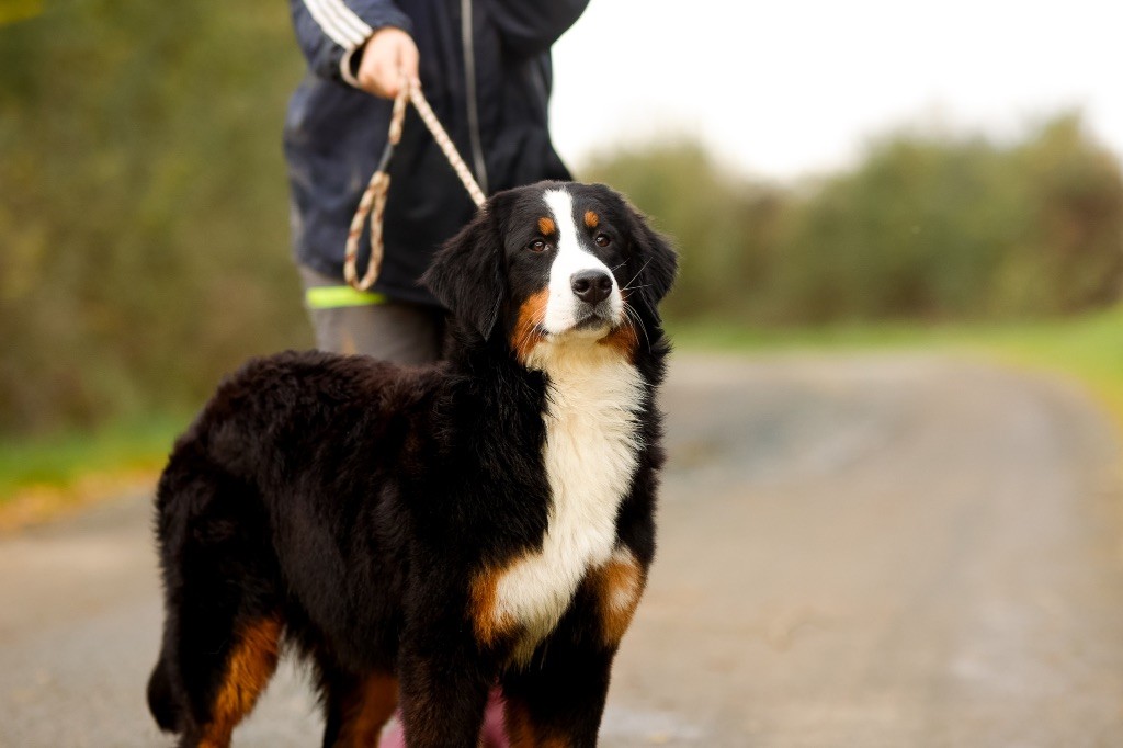 chiot Bouvier Bernois de la Vallée de l'Hyrome