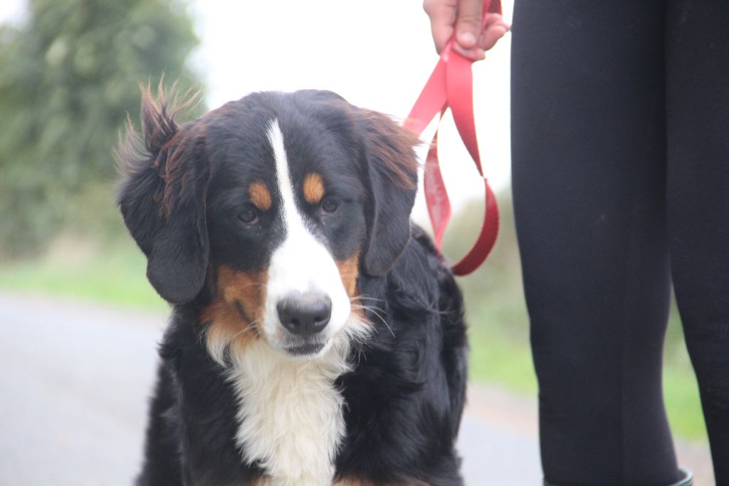 chiot Bouvier Bernois de la Vallée de l'Hyrome