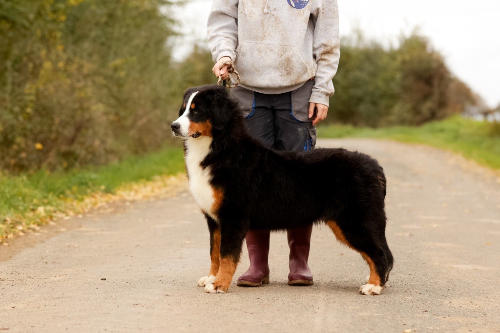 chiot Bouvier Bernois de la Vallée de l'Hyrome