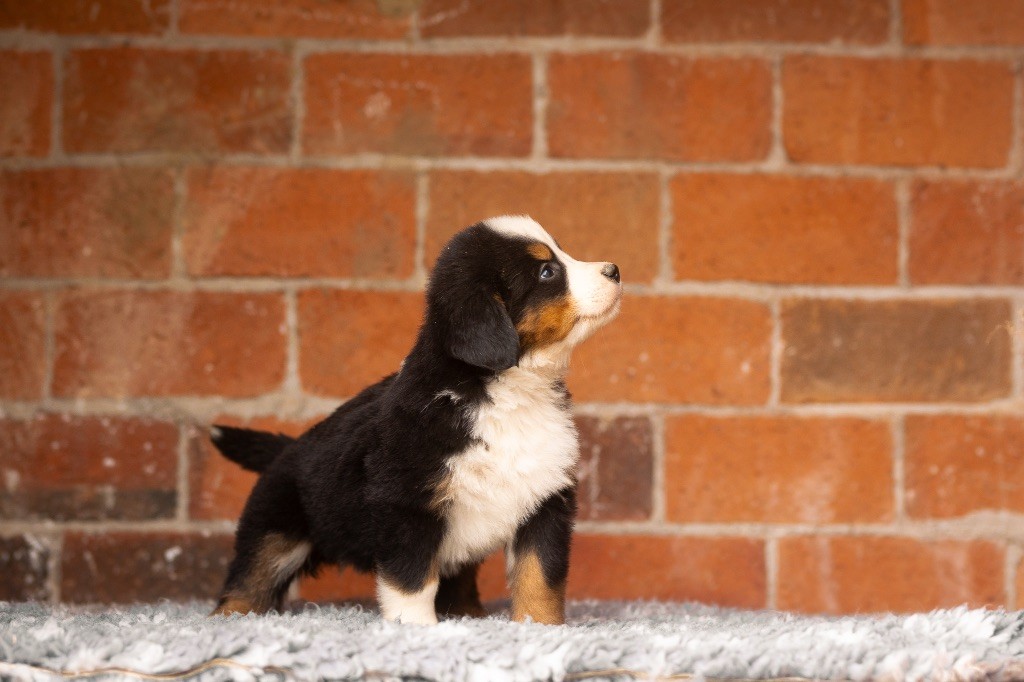 de la Vallée de l'Hyrome - Chiot disponible  - Bouvier Bernois