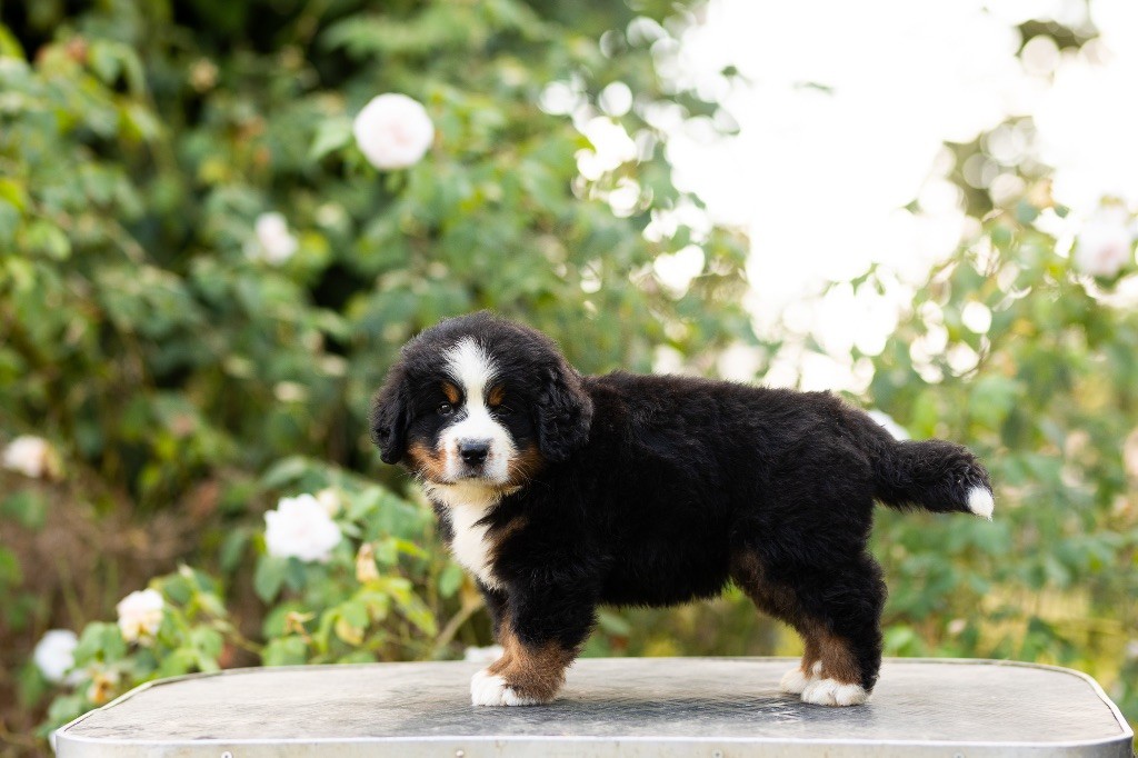 de la Vallée de l'Hyrome - Chiot disponible  - Bouvier Bernois