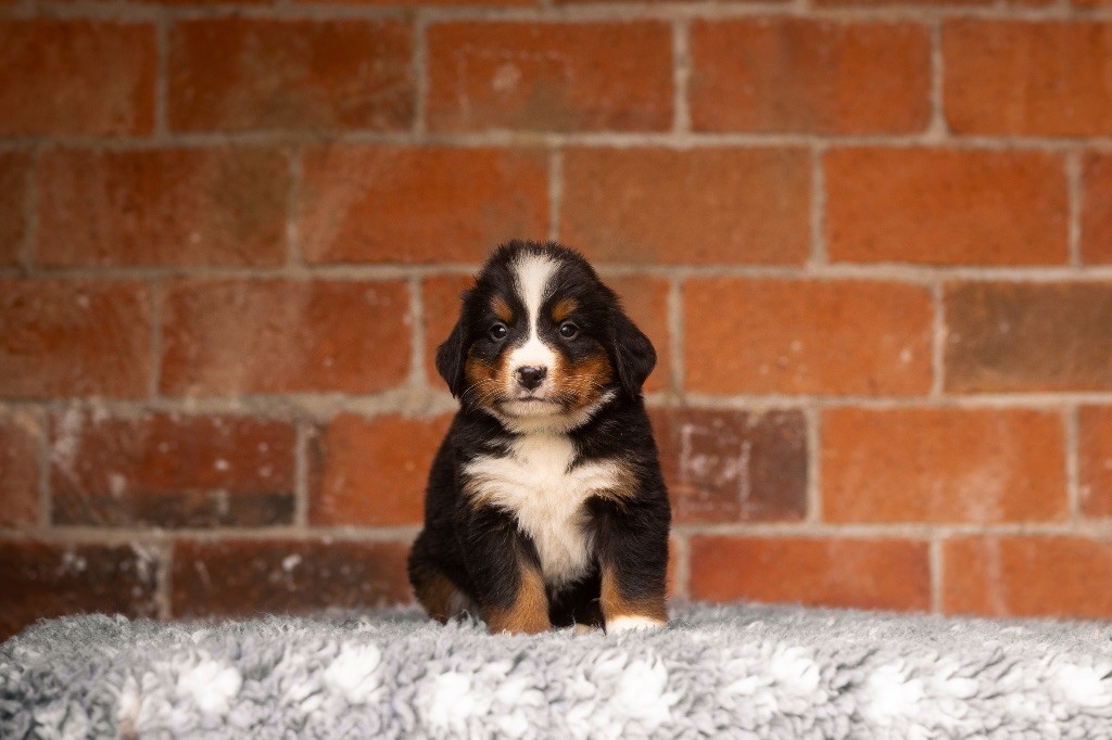 de la Vallée de l'Hyrome - Chiot disponible  - Bouvier Bernois