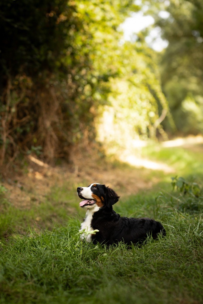 de la Vallée de l'Hyrome - Chiot disponible  - Bouvier Bernois