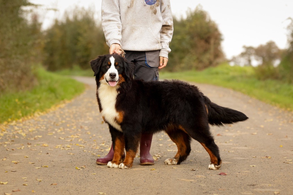 chiot Bouvier Bernois de la Vallée de l'Hyrome