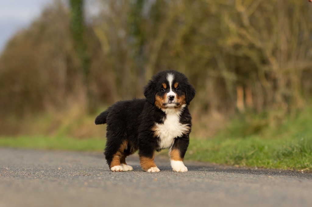 chiot Bouvier Bernois de la Vallée de l'Hyrome