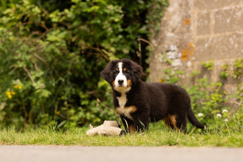 de la Vallée de l'Hyrome - Chiot disponible  - Bouvier Bernois