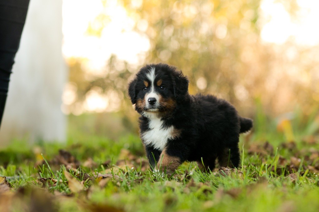 de la Vallée de l'Hyrome - Chiot disponible  - Bouvier Bernois