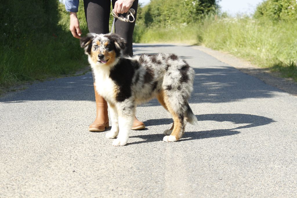 chiot Berger Australien de la Vallée de l'Hyrome