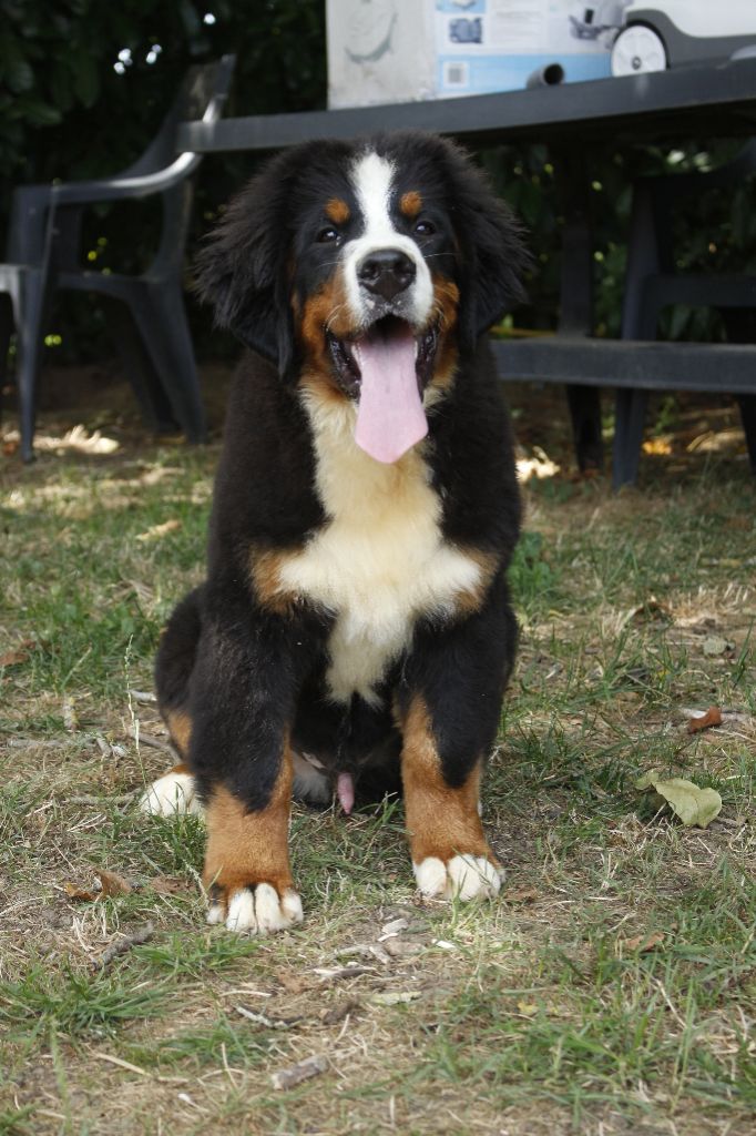 chiot Bouvier Bernois de la Vallée de l'Hyrome