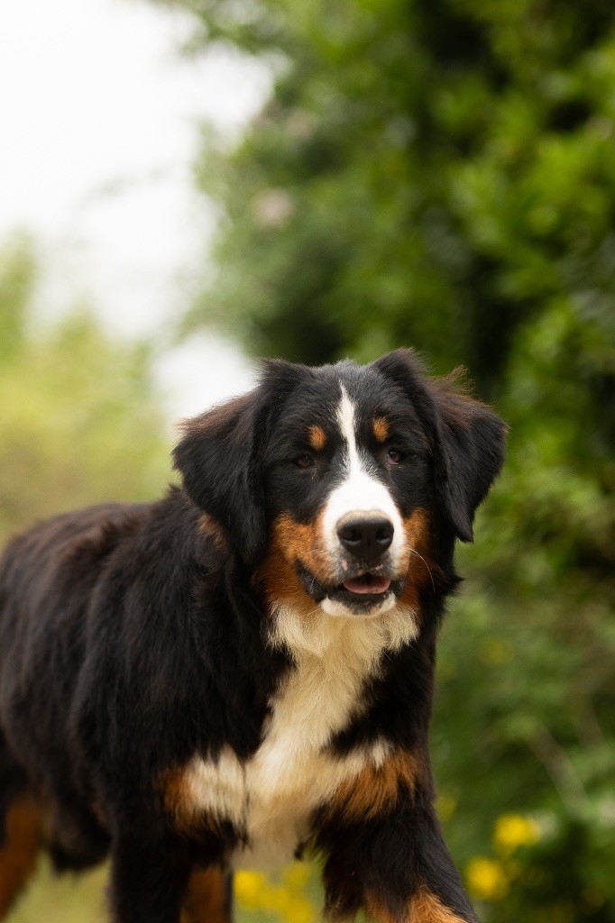 de la Vallée de l'Hyrome - Chiot disponible  - Bouvier Bernois