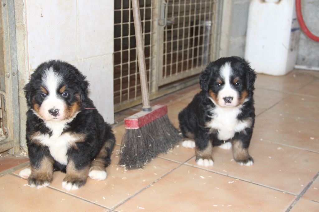 chiot Bouvier Bernois de la Vallée de l'Hyrome