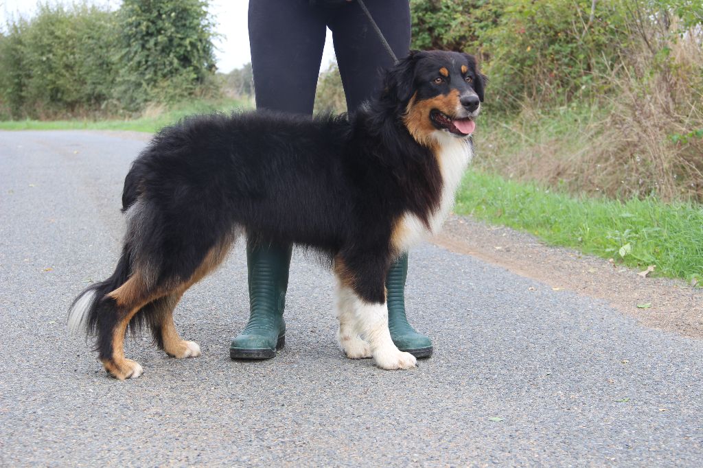 chiot Berger Australien de la Vallée de l'Hyrome