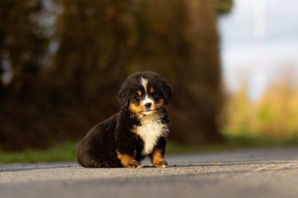 de la Vallée de l'Hyrome - Chiot disponible  - Bouvier Bernois