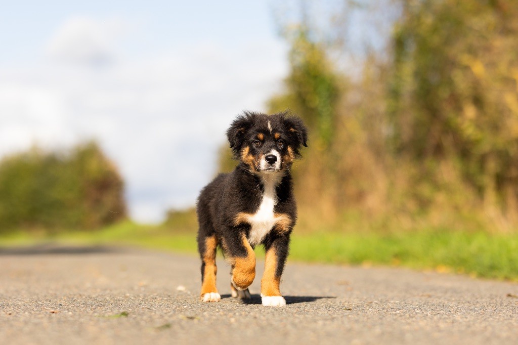 chiot Berger Australien de la Vallée de l'Hyrome