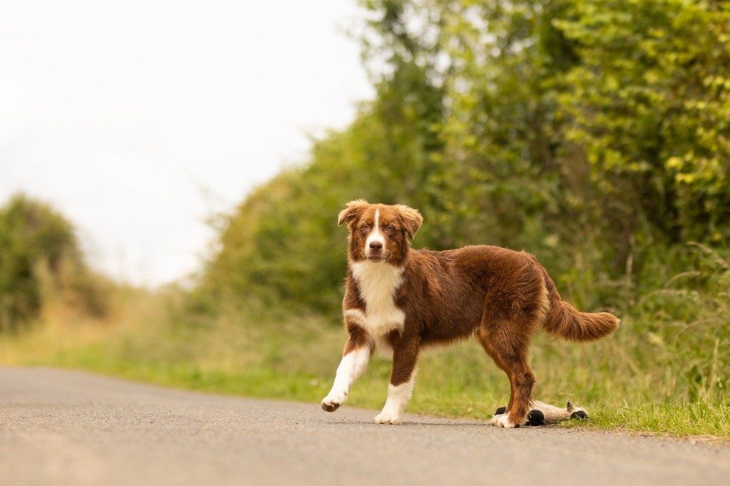 de la Vallée de l'Hyrome - Chiot disponible  - Berger Australien