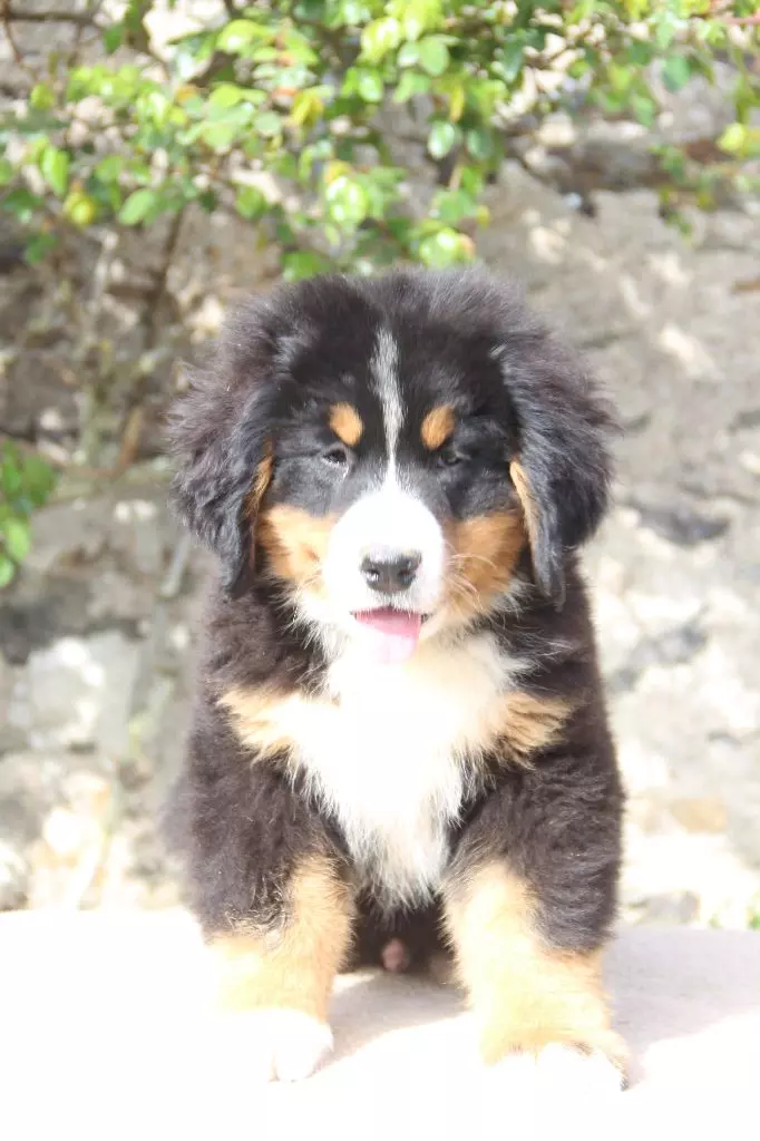 chiot Bouvier Bernois de la Vallée de l'Hyrome