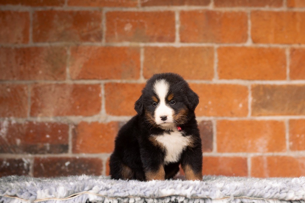 de la Vallée de l'Hyrome - Chiot disponible  - Bouvier Bernois