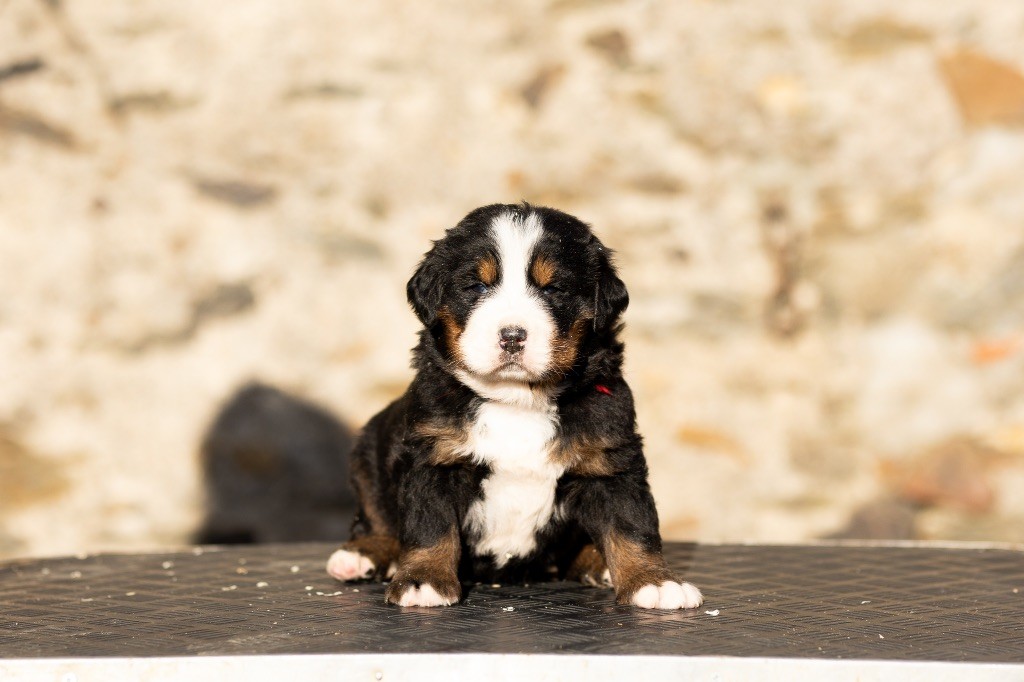 chiot Bouvier Bernois de la Vallée de l'Hyrome