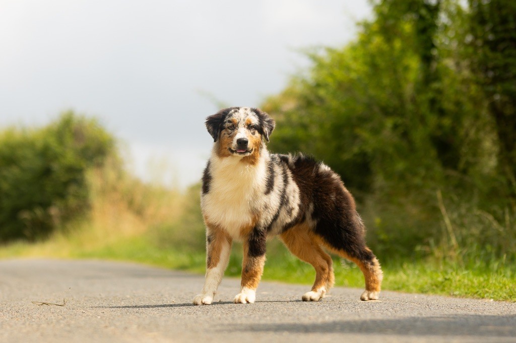 chiot Berger Australien de la Vallée de l'Hyrome