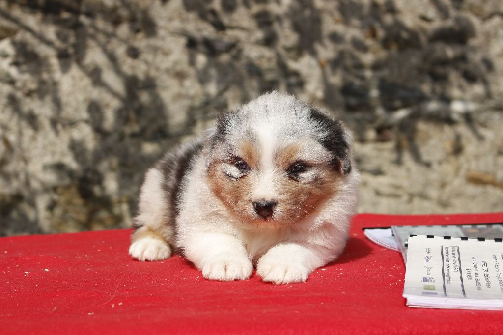 de la Vallée de l'Hyrome - Chiot disponible  - Berger Australien