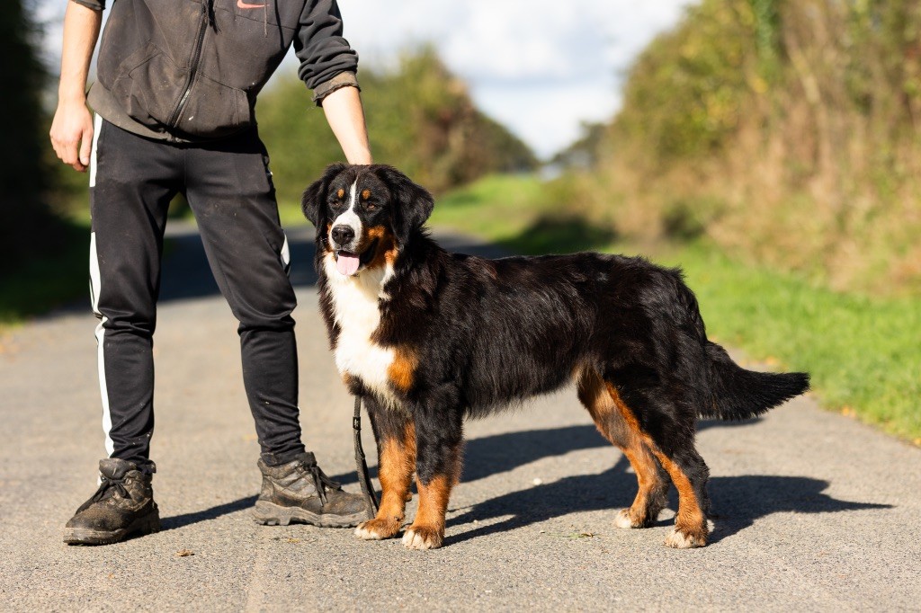 chiot Bouvier Bernois de la Vallée de l'Hyrome