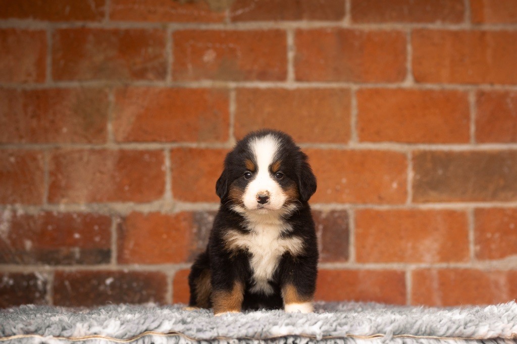 de la Vallée de l'Hyrome - Chiot disponible  - Bouvier Bernois