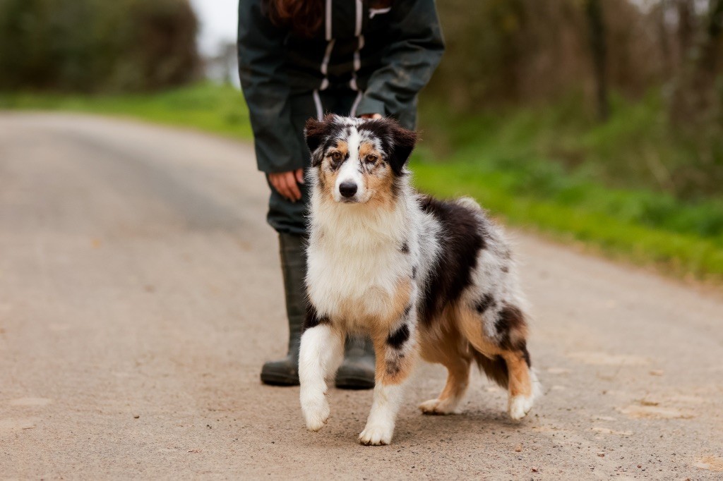 de la Vallée de l'Hyrome - Chiot disponible  - Berger Australien